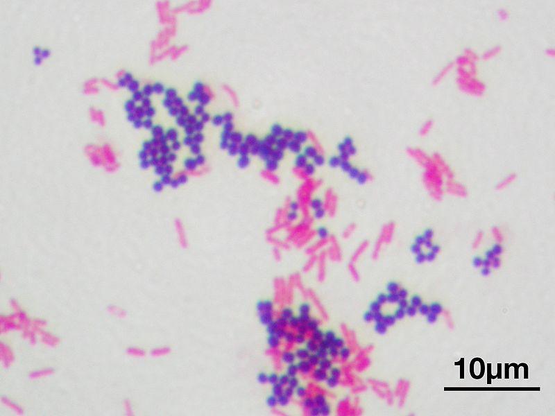 gram-stain